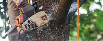 Best Tree Disease Treatment  in Hawthorne, NY