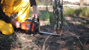 Best Leaf Removal  in Hawthorne, NY