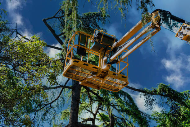 How Our Tree Care Process Works  in  Hawthorne, NY