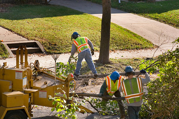 Best Root Management and Removal  in Hawthorne, NY